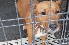 Güngören'de gence saldıran pitbull barınağa teslim edildi