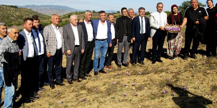 Bursa Yenişehir'de 'safran'da hasat vakti