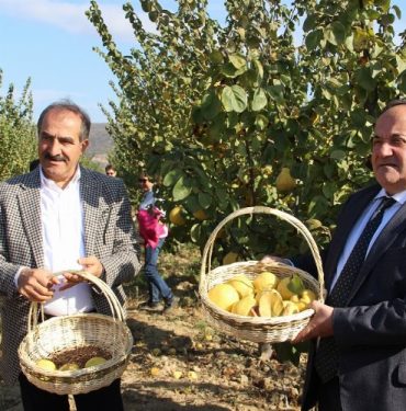 İzmir Selçuk'ta 'ayva' hasadı başladı