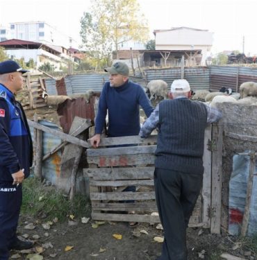 Samsun İlkadım'da ahırlara zabıta müdahalesi