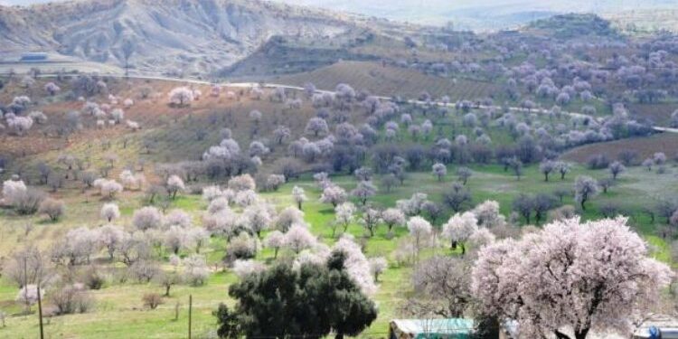 Mardin’ de 48 endemik bitki var