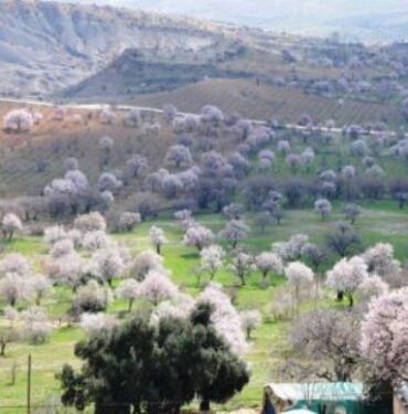 Mardin’de 48 endemik bitki var