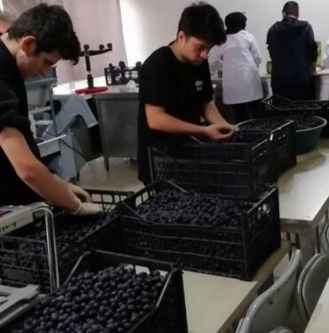 Bursa'da öğrenciler zeytini dalından sofraya getiriyor