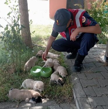 Bingöl'de anne ve yavru köpeklere Jandarma şefkati