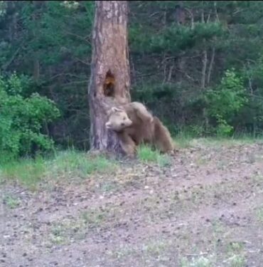 Ayıların ormanda kaşınma dansı!