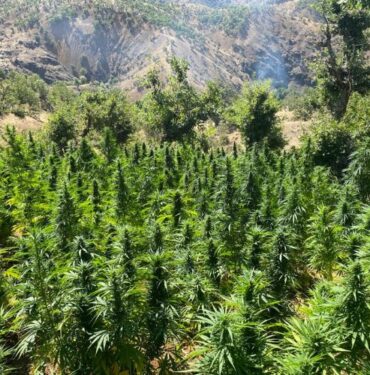 Bingöl’de 2 bin 252 kök kenevir bitkisi ele geçirildi