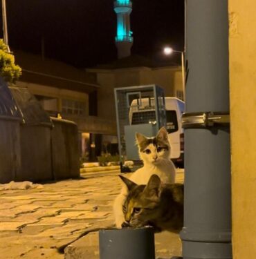 Kilis'te 'Kedi Evi' için hummalı çalışma