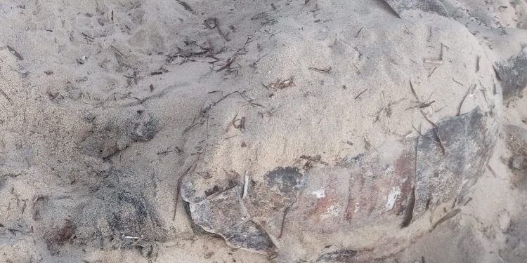Enez'de ölü carretta caretta kıyıya vurdu