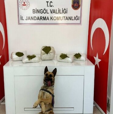 Bingöl’de toprağa gömülü toz esrar bulundu