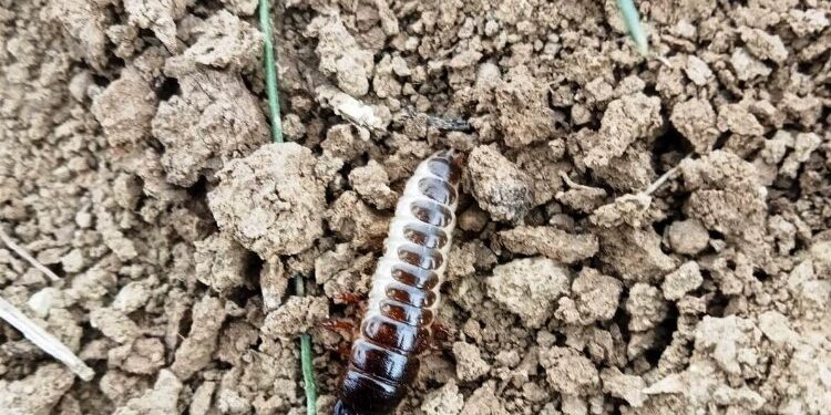 Edirne'de hububat ekilişleri büyük oranda tamamlandı