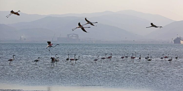 İzmit Körfezi onlarca flamingoya ev sahipliği yapıyor