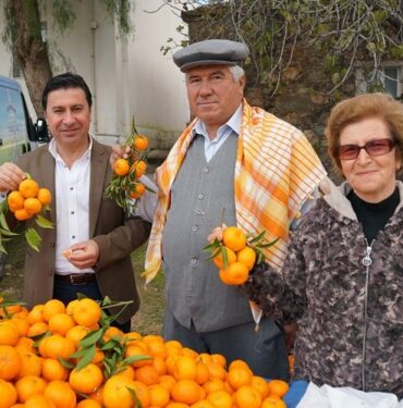 Muğla'da üreticiden mandalin alımı sürüyor