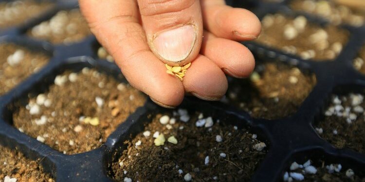 Muğla 9 yılda 19 milyon yerel tohum dağıttı