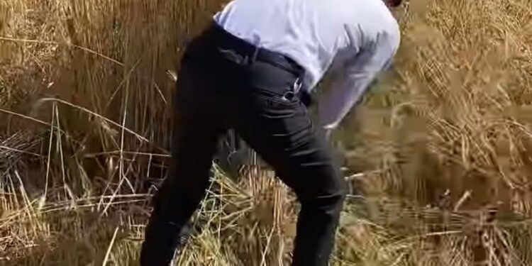 Başkan Turhan orakla ekin biçti