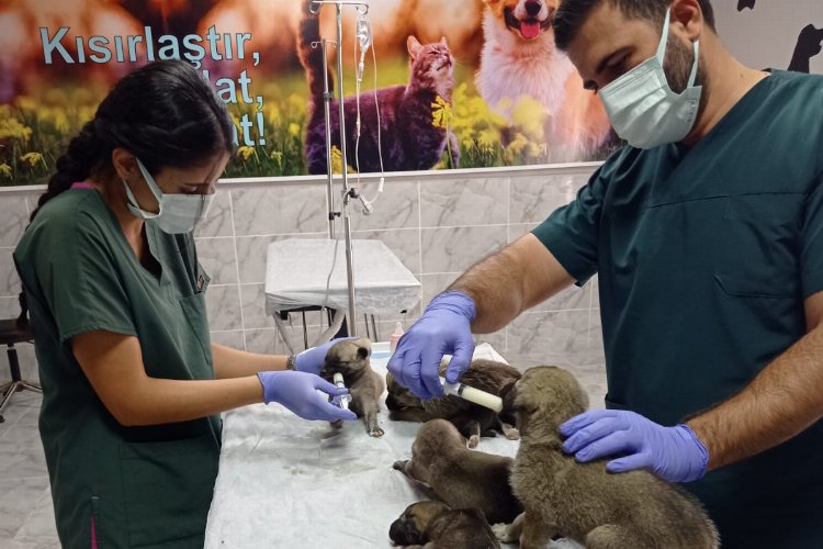 Belediyenin sağlık ekipleri yavru köpekleri sütle besledi