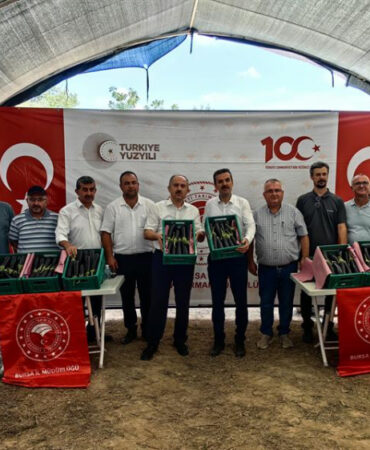 Bursa'da patlıcan hasadı başladı