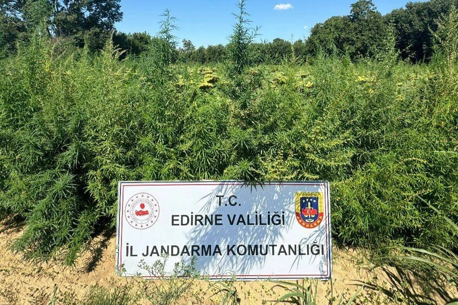 Edirne'de binlerce kök kenevir el konuldu