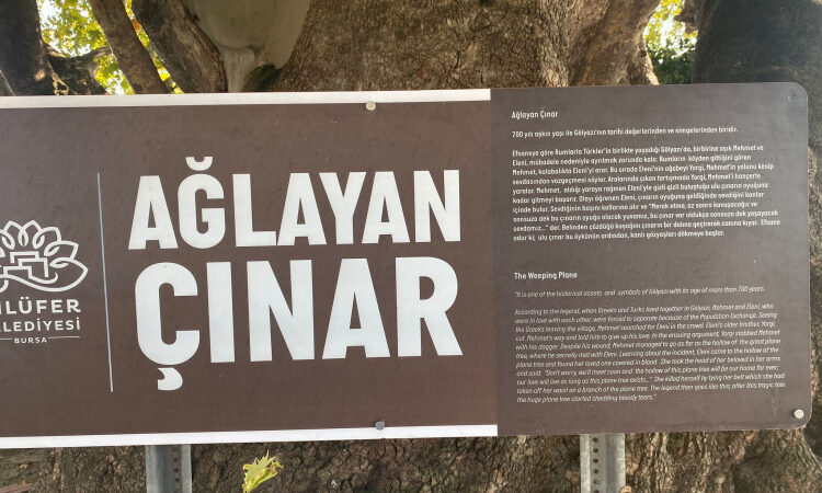 Bursa'da gözyaşı akıtan Çınar, turistlerin ilgi odağı
