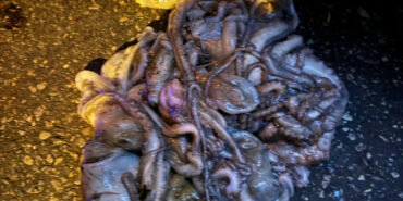 İzmir'de yasadışı avlanan bin 430 kilogram hamsiye el konuldu