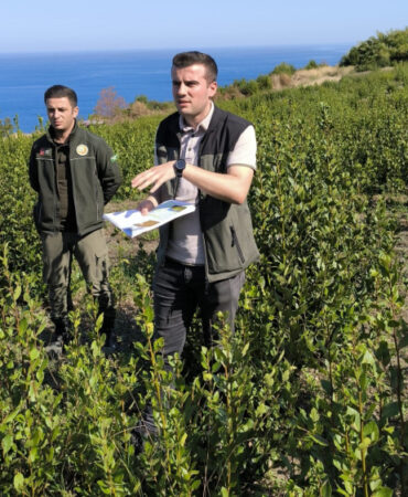 Bursa Orman, Mudanya kırsalında defne sahalarını iyileştirecek