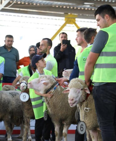 İnegöl’de koç ve tavuklar kıyasıya yarıştı