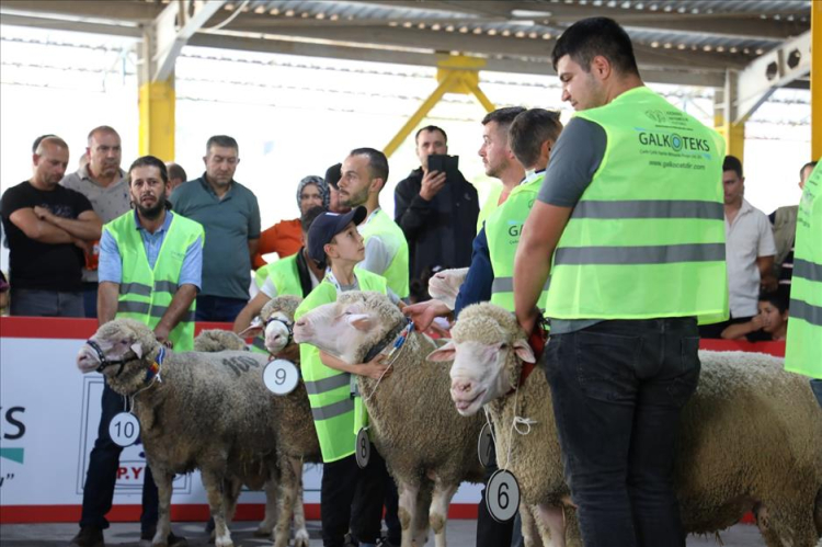 İnegöl’de koç ve tavuklar kıyasıya yarıştı