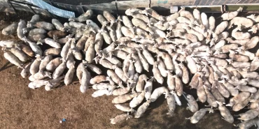 Kocaeli Büyükşehir’in koç desteğiyle 5