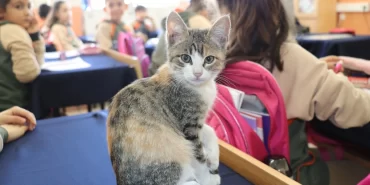 Amasya'da kedi 'Karamel' sınıfın parçası haline geldi