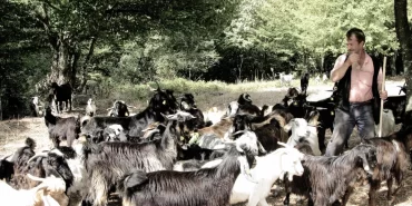 Bursa'da keçi çobanının zorlu yolculuğu