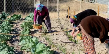 İzmir Bornova'da ilk hasat gerçekleşti